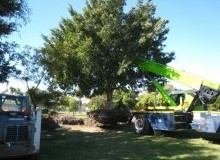 Kwikfynd Tree Management Services
rouchel