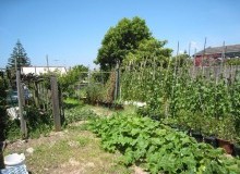Kwikfynd Vegetable Gardens
rouchel